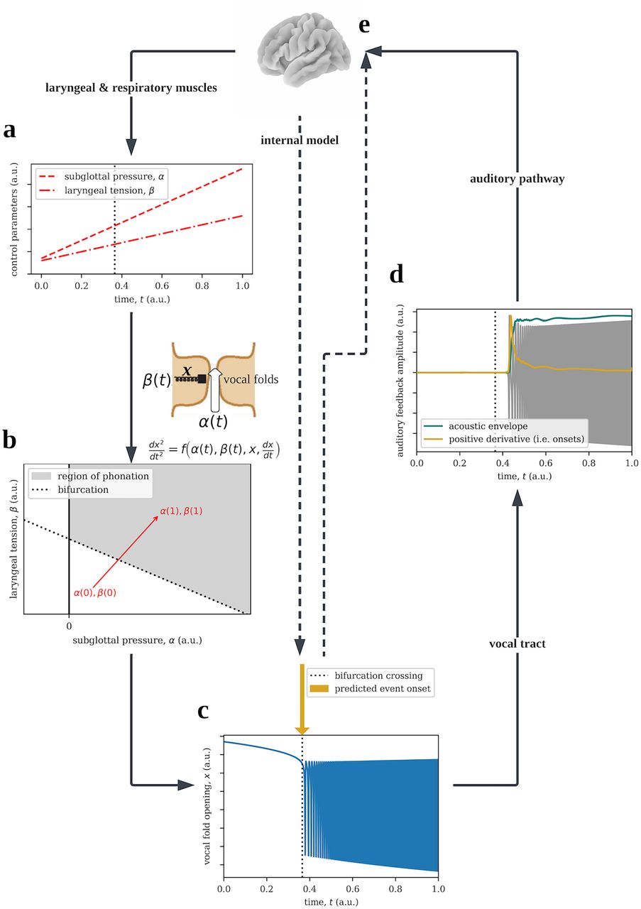 Timing of speech in brain and glottis and the feedback delay problem in motor control
