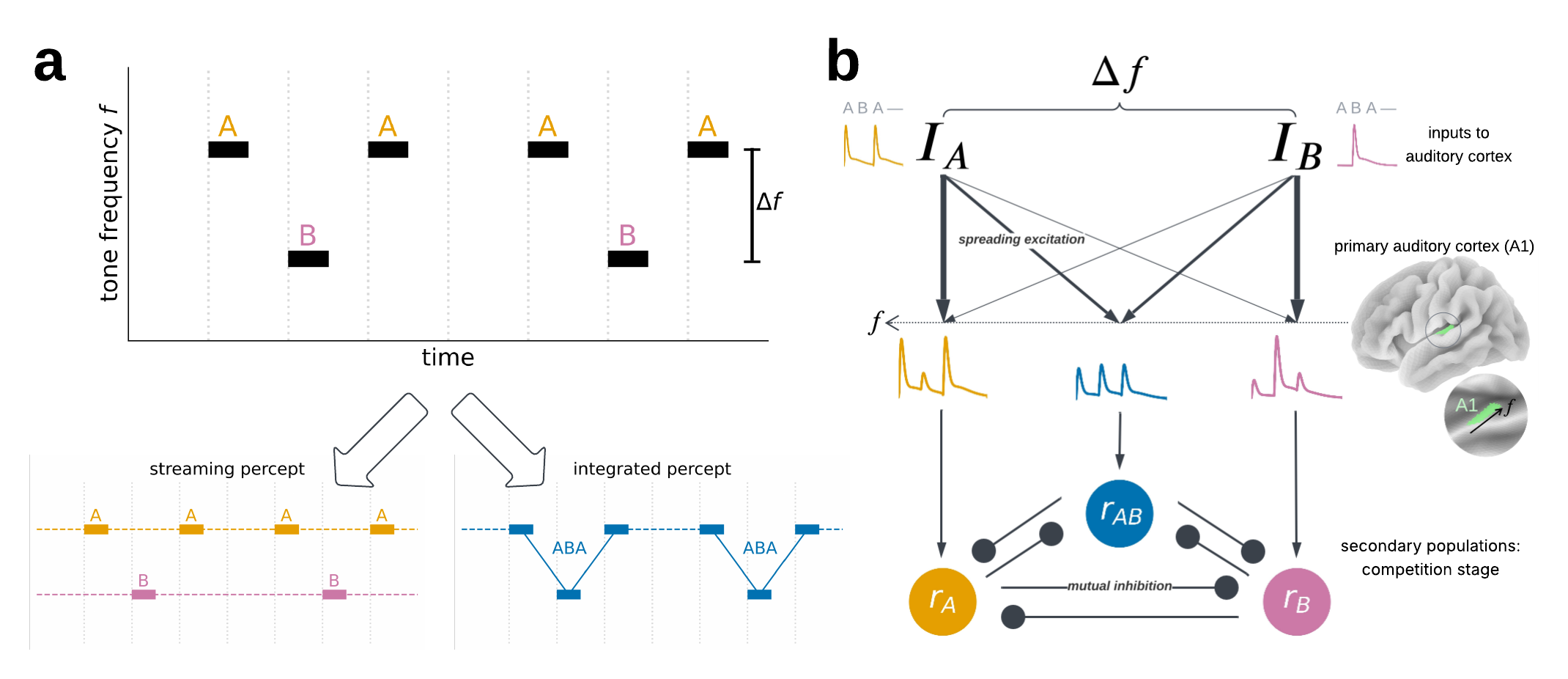 Listening with your heart: The heartbeat shapes auditory object formation by suppressing the early neural response to sound
