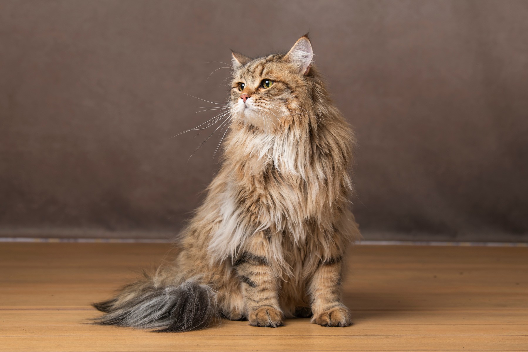 member portrait